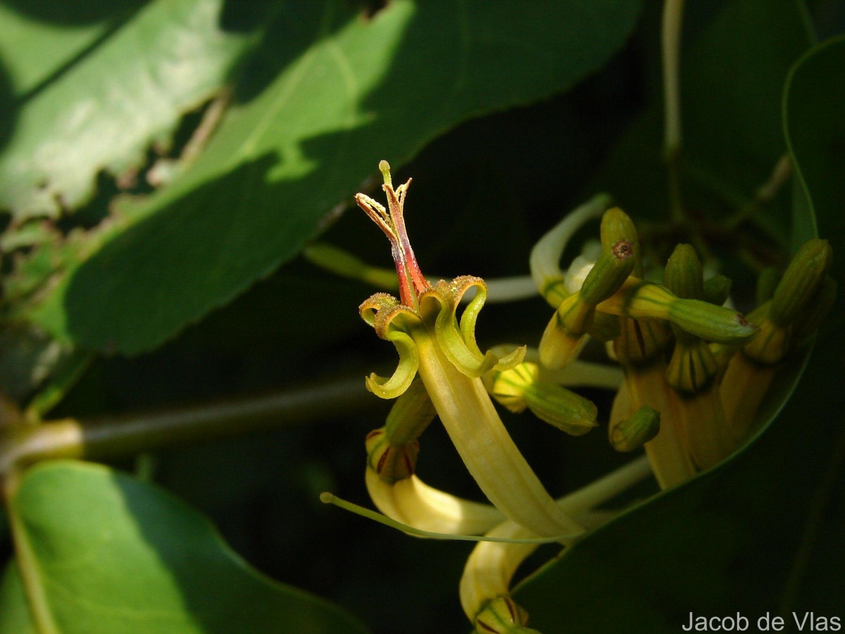 Dendrophthoe falcata (L.f.) Ettingsh.